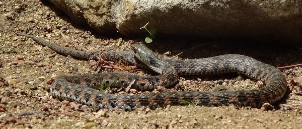 写真の蛇の種類は何ですか 淡路島にはハメと呼ばれる毒蛇がいると聞 Yahoo 知恵袋