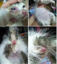 子猫の脱腸 どうすればいいですか 生まれて2か月の子猫をいただいた Yahoo 知恵袋