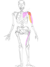それなりのｲﾗｽﾄを描くために解剖学は必要ですか 私はアニメ系のイラスト Yahoo 知恵袋
