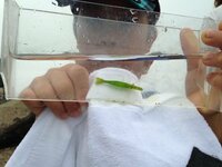 緑のエビを海で捕まえました珍しいですか 名前はなんでしょう ツノモエ Yahoo 知恵袋