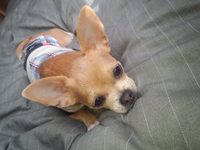 ふと疑問に思ったのですが 犬を呼ぶときは ワンちゃん です が Yahoo 知恵袋