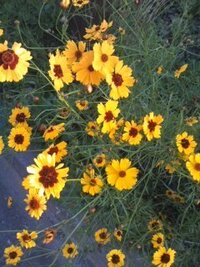 公園でたくさん咲いていた黄色い花 中型の花のコスモスに似た花の名前おし Yahoo 知恵袋