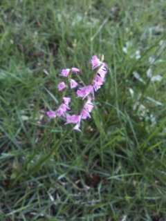 芝生に咲いている小さな花です ピンク色のごく小さな花の名前 Yahoo 知恵袋