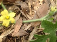 スイカの雄花と雌花はどうやって見分けるの 家庭菜園でスイカ栽培を始め Yahoo 知恵袋