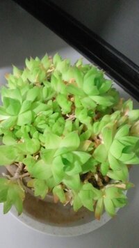 多肉植物の水耕栽培って根腐れしないんですか 多肉植物って一般的に毎日水や Yahoo 知恵袋