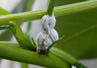 ハイビスカスに小さい白い虫がいっぱいついています 殺虫剤を撒いた Yahoo 知恵袋