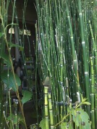 この植物は何でしょう 竹の様なアスパラガスの様な感じで 花 Yahoo 知恵袋