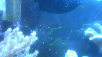 海水水槽にヨコエビのような生き物が大量発生していますこの生き物はサンゴを食 Yahoo 知恵袋