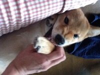 犬がお腹を向けて撫でると噛み噛みしてきます 甘噛みです 手を離すと Yahoo 知恵袋