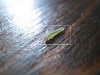 ベランダのバジルに青虫を見つけました 体長4センチくらいの緑色で 元気に葉を Yahoo 知恵袋