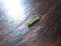 薔薇だけにつく青虫名前教えて下さい 毎年バラの葉だけ食い尽くす青 Yahoo 知恵袋