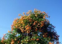 この時期に見る オレンジ色の花をつける木の名前が知りたいです 画像は Yahoo 知恵袋