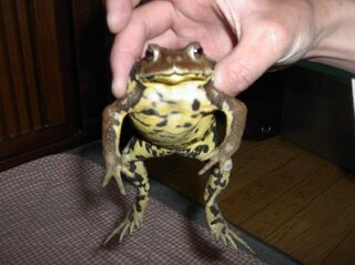 ヒキガエル ガマ蛙 を素手でつかんで かぶれませんか 毒腺か Yahoo 知恵袋