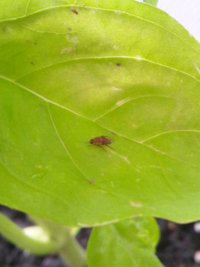 バジルにつく虫について 初投稿です家庭菜園に興味を持ち 約1ヶ月前 Yahoo 知恵袋