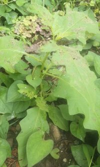 雑草を抜いていたら茎と葉の裏にトゲのある植物を発見しました 結構大きな葉っ Yahoo 知恵袋