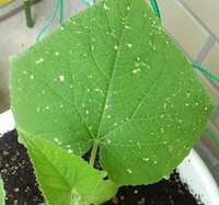 きゅうりを栽培していますが本葉に出ている小さな白い斑点はアザミウマの虫害の Yahoo 知恵袋