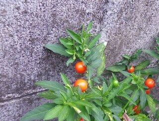 白い花が咲いて この赤い実ができる植物の名前を教えてください 本 Yahoo 知恵袋