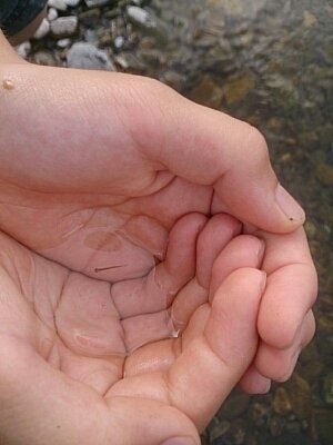 今日 川で魚を獲ったんですが なんの魚の赤ちゃんかわかりません 誰 Yahoo 知恵袋