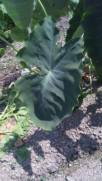 畑に植えてある この葉っぱの大きい野菜は何ですか さといもとか そう Yahoo 知恵袋