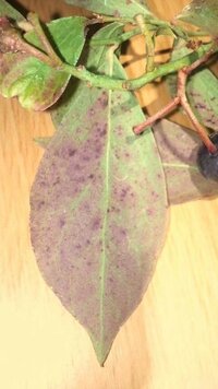 家のブルーベリーが黒くなっていきます 葉に糸を巻きつけていた虫 Yahoo 知恵袋
