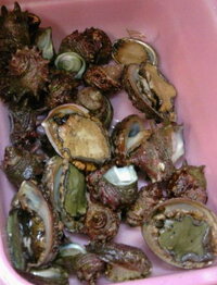 スーパーで買って来た 活アワビの保存はどうしたらいいですか Yahoo 知恵袋