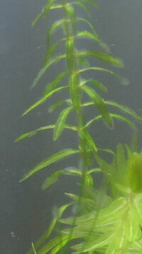 熱帯魚水槽についてです 最近写真にある水草の葉っぱに白いふわふわした生物が Yahoo 知恵袋
