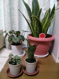 ダイソーで観葉植物の土を買って使ったのですがかなりくさいです 室内観 Yahoo 知恵袋