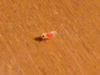 この虫はなんですか 体長3mm程全身半透明赤い体内黒く小さい目羽が生えてま Yahoo 知恵袋