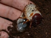 カブトムシの幼虫をペットボトルケースで成虫にしたいと思っています ただ今 Yahoo 知恵袋