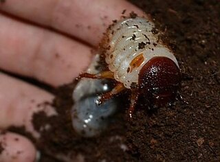 カブトムシ幼虫達ペットボトルで初飼育中です ペットボトル飼 Yahoo 知恵袋