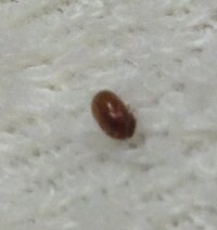 小さな茶色の虫 昨年の夏頃から小さな茶色い虫が二階の部屋に飛 Yahoo 知恵袋