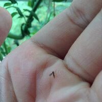 この虫なんですか ベランダでのプランター菜園をしてるんですが 鶏 Yahoo 知恵袋