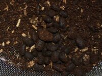 カブトムシ幼虫の糞についてです 取り除いた糞は 何かに再利用されてま Yahoo 知恵袋