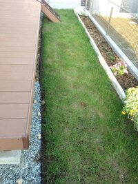 庭の芝生が日に日に枯れて行きます 庭の芝生が日に日に枯れて行きます Yahoo 知恵袋