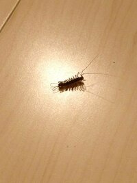 家で見たこともない、気持ち悪い虫に出会いました…

めっちゃ気持ち悪い…

この虫なんですかね？
ちなみに家は山の中です 