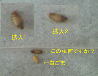 調整 方法 暖かく ティッシュ 虫食い Mitsuwahome Jp