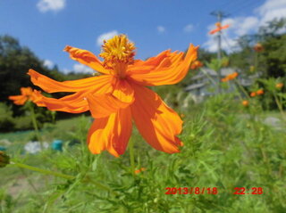 オレンジの花の名前 教えてください 写真と撮り方が微妙で申し Yahoo 知恵袋