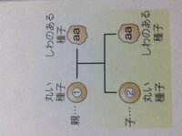 生物の問題です メンデルの法則 エンドウの種子とさやの色に関 Yahoo 知恵袋