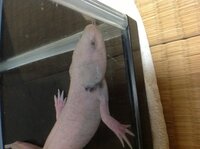 ウーパールーパーの顔と体の色が違います これは大人になると全身黒くなっ Yahoo 知恵袋