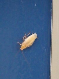 宮古島で今年の夏大量に見かけた虫 今年の夏に宮古島で車内や家 Yahoo 知恵袋