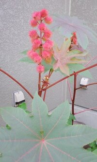 もみじにも花が咲くのでしょうか 毎年眺めていた庭のもみじに 花らし Yahoo 知恵袋