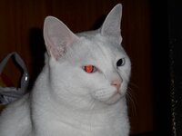 我が家の白猫 両目ブルー 名前はsora についての質問お願いいたします Yahoo 知恵袋