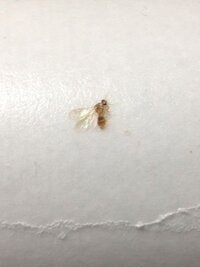 部屋に写真のような羽の生えたごく小さな虫が発生します 虫写真ご注意くださいサ Yahoo 知恵袋