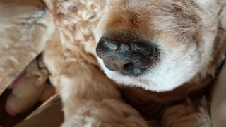 犬を飼っている方に質問です うちのアメコカの鼻の上辺りにカサブタ Yahoo 知恵袋
