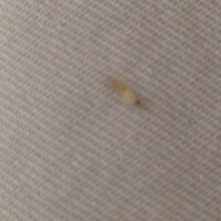 この幼虫はなんですか 部屋のベッドで寝転んでいたら1ミリくらいの Yahoo 知恵袋