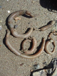 海でミミズが膨らんだような生き物 を見つけました 食べれるとのことで切っ Yahoo 知恵袋