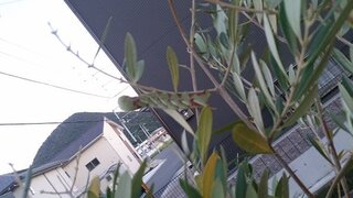 庭のオリーブの木に写真の青虫 もしくは芋虫がいたのですが なんと Yahoo 知恵袋