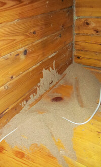 新築ログハウスこの虫なんですか 心配です 至急で返答欲しいです Yahoo 知恵袋