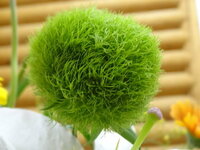 緑色のボールのような形の花の名前を教えてください ネットで Yahoo 知恵袋