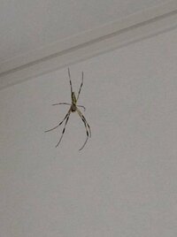 家に蜘蛛がいました。ジョロウグモでしょうか？駆除するべきですか？ 